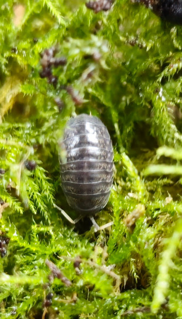 sinodillo china isopods